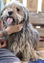 MILO, Hund, Mischlingshund in Rumänien - Bild 3