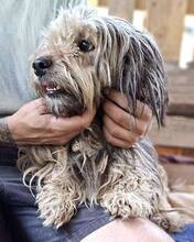 MILO, Hund, Mischlingshund in Rumänien - Bild 6