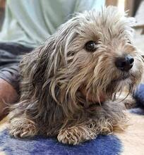 MILO, Hund, Mischlingshund in Rumänien - Bild 8