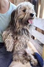 MILO, Hund, Mischlingshund in Rumänien - Bild 9