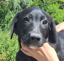 LOKI, Hund, Mischlingshund in Slowakische Republik - Bild 1