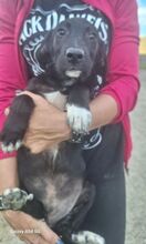 LOKI, Hund, Mischlingshund in Slowakische Republik - Bild 2