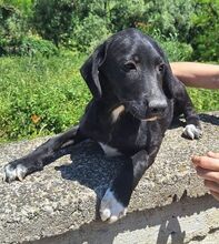 LOKI, Hund, Mischlingshund in Slowakische Republik - Bild 3