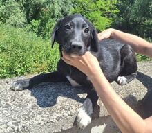 LOKI, Hund, Mischlingshund in Slowakische Republik - Bild 4