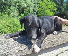 LOKI, Hund, Mischlingshund in Slowakische Republik - Bild 5
