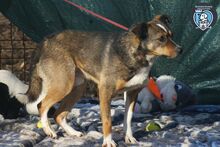 WILLIE, Hund, Mischlingshund in Rumänien - Bild 2