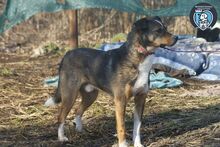 WILLIE, Hund, Mischlingshund in Rumänien - Bild 3