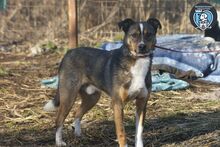 WILLIE, Hund, Mischlingshund in Rumänien - Bild 4