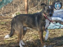 WILLIE, Hund, Mischlingshund in Rumänien - Bild 5