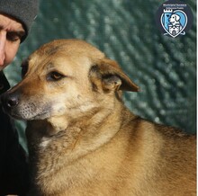 ROCCO, Hund, Mischlingshund in Rumänien - Bild 2