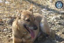 ROCCO, Hund, Mischlingshund in Rumänien - Bild 3
