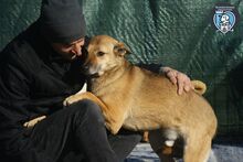 ROCCO, Hund, Mischlingshund in Rumänien - Bild 4