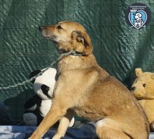 ROCCO, Hund, Mischlingshund in Rumänien - Bild 5