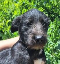 LOBO, Hund, Mischlingshund in Slowakische Republik - Bild 1