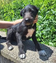 LOBO, Hund, Mischlingshund in Slowakische Republik - Bild 2
