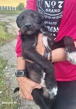 LOBO, Hund, Mischlingshund in Slowakische Republik - Bild 3