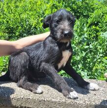 LOBO, Hund, Mischlingshund in Slowakische Republik - Bild 4