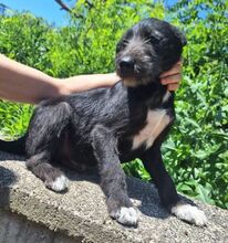 LOBO, Hund, Mischlingshund in Slowakische Republik - Bild 5