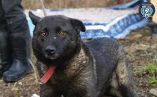 MONALISA, Hund, Mischlingshund in Rumänien - Bild 4