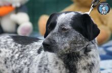 MEDINA, Hund, Mischlingshund in Rumänien - Bild 1