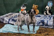 MEDINA, Hund, Mischlingshund in Rumänien - Bild 3