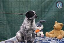 MEDINA, Hund, Mischlingshund in Rumänien - Bild 5