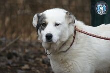 LAYLA, Hund, Mischlingshund in Rumänien - Bild 1
