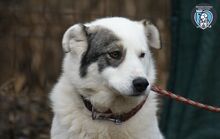 LAYLA, Hund, Mischlingshund in Rumänien - Bild 2