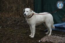 LAYLA, Hund, Mischlingshund in Rumänien - Bild 4
