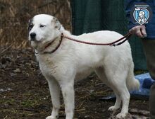 LAYLA, Hund, Mischlingshund in Rumänien - Bild 5