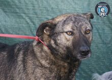 GRETA, Hund, Mischlingshund in Rumänien - Bild 1