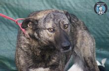 GRETA, Hund, Mischlingshund in Rumänien - Bild 2