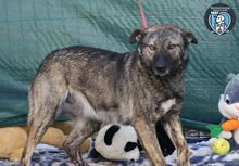 GRETA, Hund, Mischlingshund in Rumänien - Bild 3