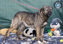 GRETA, Hund, Mischlingshund in Rumänien - Bild 4
