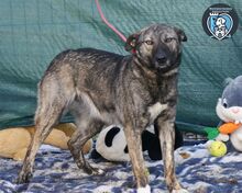 GRETA, Hund, Mischlingshund in Rumänien - Bild 5