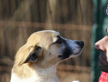 SHANTI, Hund, Mischlingshund in Rumänien - Bild 1