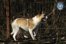 SHANTI, Hund, Mischlingshund in Rumänien - Bild 2