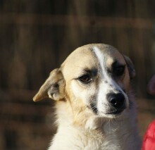 SHANTI, Hund, Mischlingshund in Rumänien - Bild 4