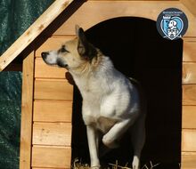 SHANTI, Hund, Mischlingshund in Rumänien - Bild 5