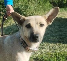 LAJKA, Hund, Mischlingshund in Slowakische Republik - Bild 1