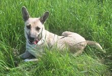 LAJKA, Hund, Mischlingshund in Slowakische Republik - Bild 2