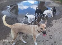 LAJKA, Hund, Mischlingshund in Slowakische Republik - Bild 3
