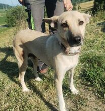 LAJKA, Hund, Mischlingshund in Slowakische Republik - Bild 4