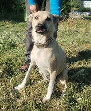 LAJKA, Hund, Mischlingshund in Slowakische Republik - Bild 5