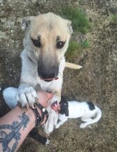 LAJKA, Hund, Mischlingshund in Slowakische Republik - Bild 6