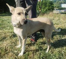 LAJKA, Hund, Mischlingshund in Slowakische Republik - Bild 7
