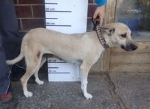 LAJKA, Hund, Mischlingshund in Slowakische Republik - Bild 8
