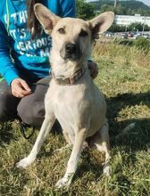 LAJKA, Hund, Mischlingshund in Slowakische Republik - Bild 9