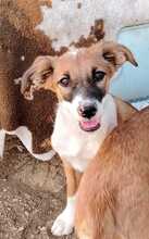 URMEL, Hund, Mischlingshund in Spanien - Bild 1