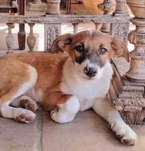 URMEL, Hund, Mischlingshund in Spanien - Bild 2